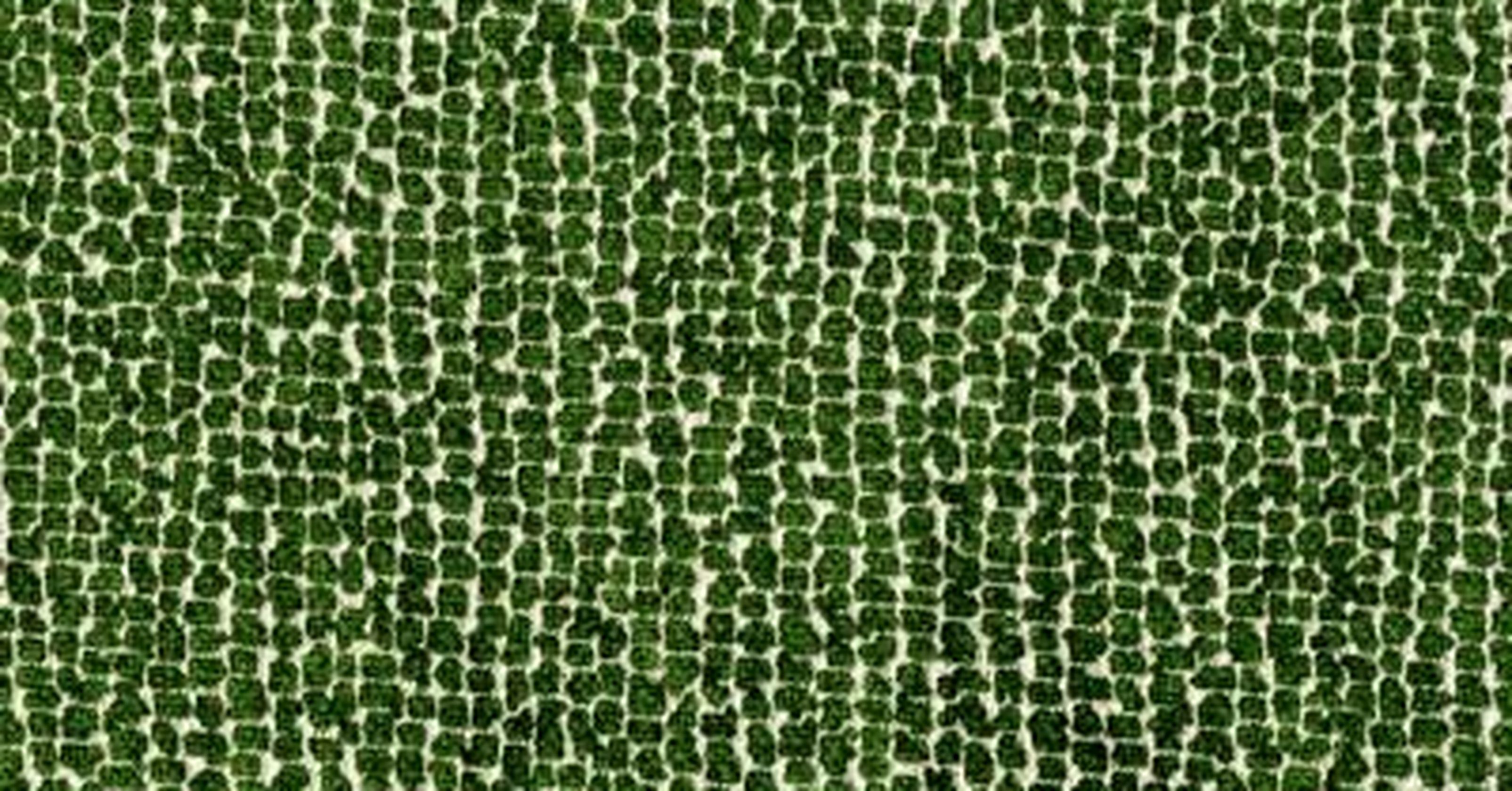 Sun Bear - prato reversible