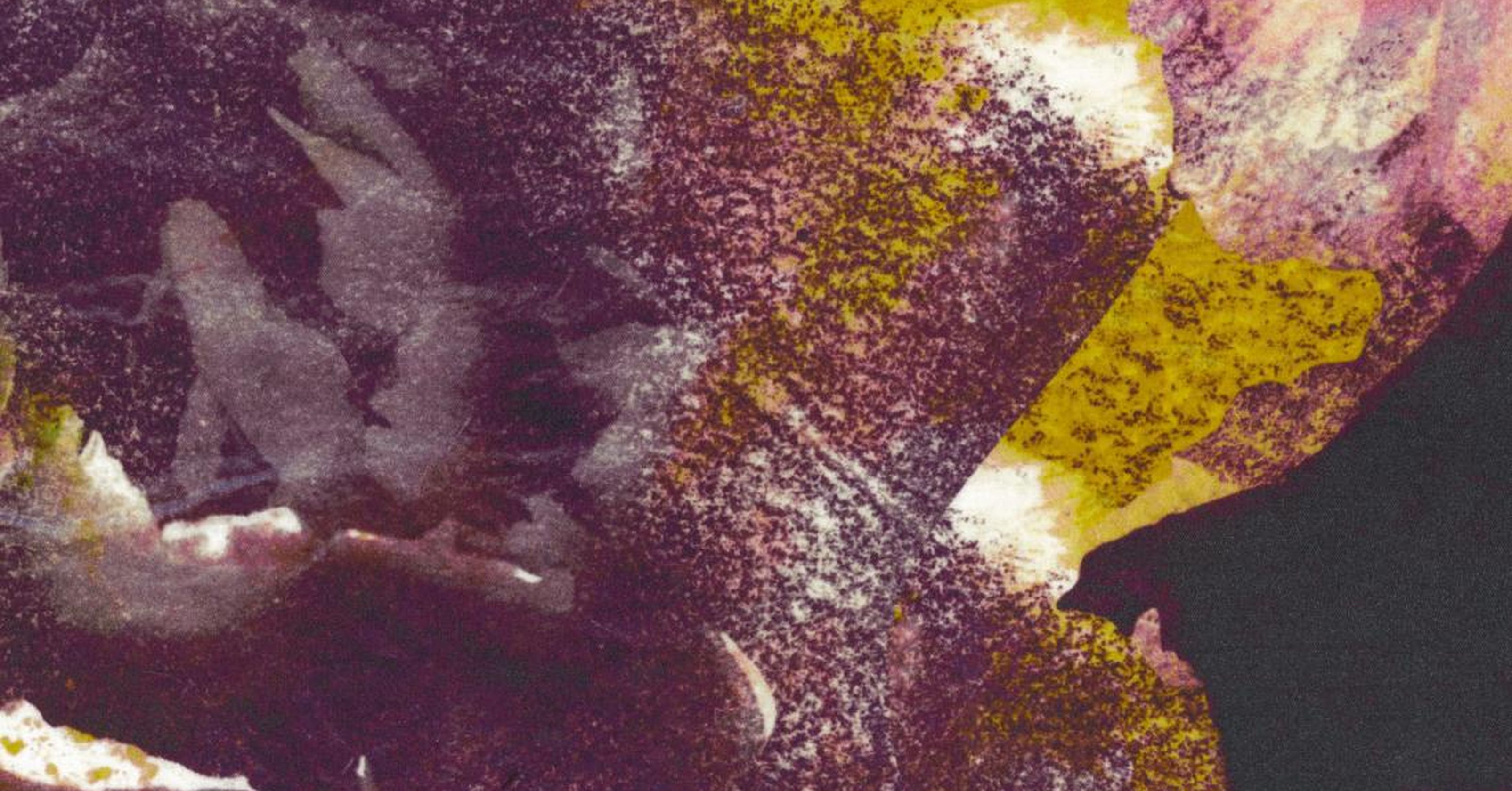 La Vie En Rose - rosa giallo